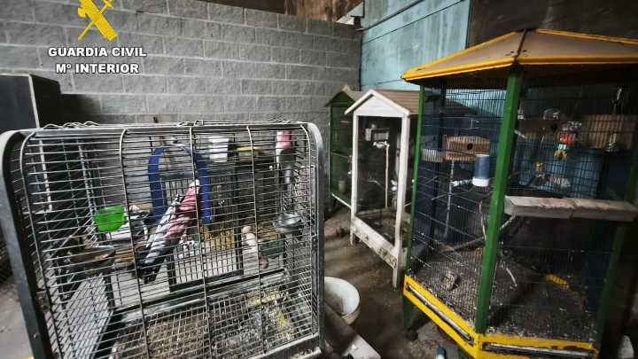 Desmantelan un criadero de animales en A Coruña tras encontrar 250 cadáveres de perros y aves, algunos momificados