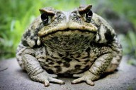Could heavy rain bring out this toxic toad in Florida?