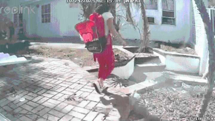 Video shows 8-year-old attacked by pit bull in Hollywood – NBC 6 South Florida