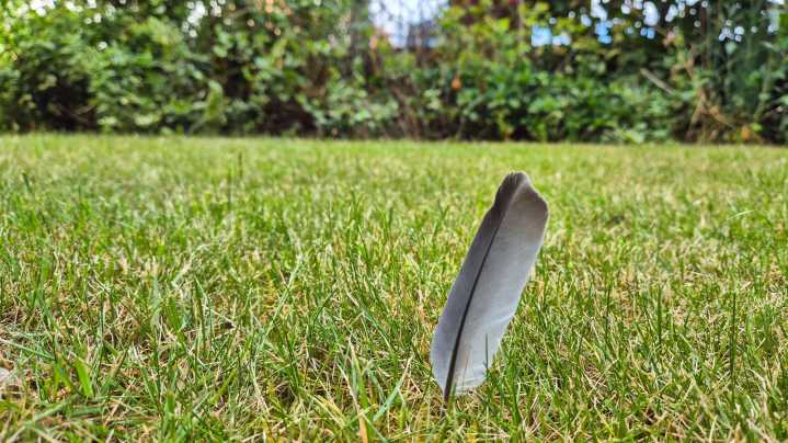 The Unexpected Bird That Could Be Wreaking Total Havoc On Your Lawn