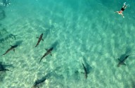 Buceador pierde la vida en un inesperado ataque de tiburones grises frente a la costa de Israel