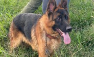 Tras cateo, rescata FGE 10 perros por maltrato animal en Morelia