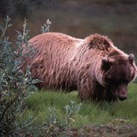 State officials investigate bear incident in Boundary County