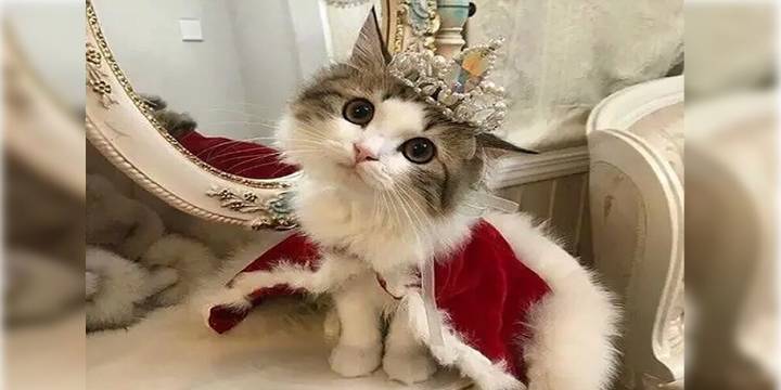 ¿Por qué se celebra 3 veces al año el Día del Gato?