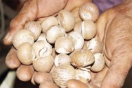 Arecanut inflow dips in markets, but prices remain stagnant; farmers disappointed