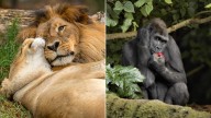 Australian zoos mourn wave of animal deaths amid ageing populations and health challenges