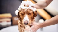 Para qué sirve el vinagre en el pelaje de tu mascota y por qué recomiendan aplicarlo