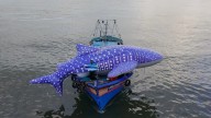 Life-size whale shark tours Kollam as part of WTI’s awareness drive