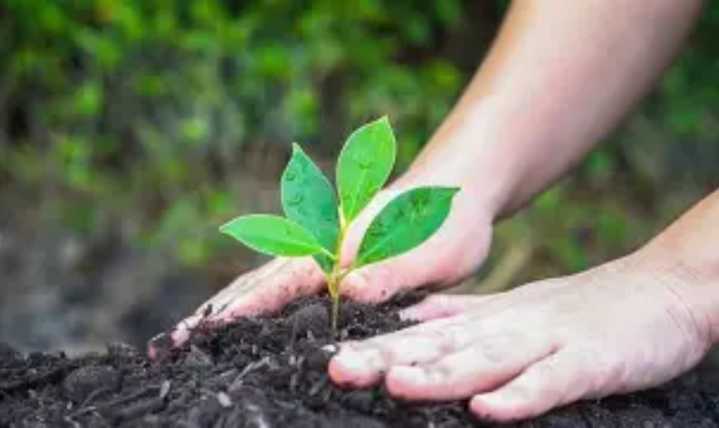 Green Drive Begins in Odisha: 1% of Road Budget for Trees