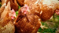 Agricultura llama a extremar las medidas biosanitarias en las granjas avícolas ante nuevos casos de gripe aviar