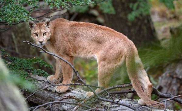Santa Fe: terror por un puma que apareció en el patio de una casa