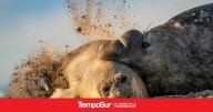 Chubut Nueva categoría de conservación para los elefantes marinos