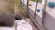 Hawaii Senior Citizens Discover Furry Babies Trapped On Abandoned Property And Rush To Help
