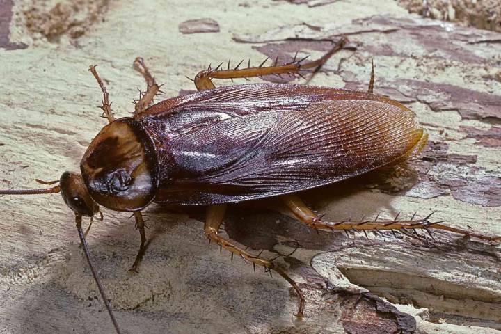Man Refuses to Drive to Girlfriend's House to Kill a Cockroach