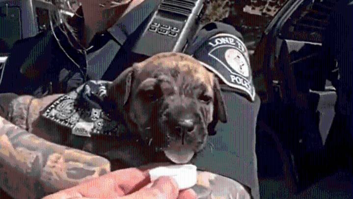 Lone Tree officers arrest 2 suspects, find puppy in allegedly stolen car