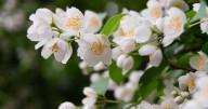La planta que da flores, atrae mariposas, perfuma tu jardín y es ideal para la primavera