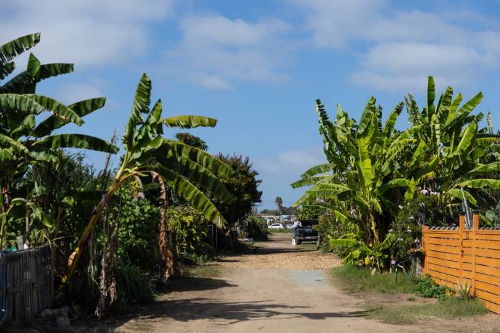 South County Report: Community Gardens Become a Symbol…But of What? 