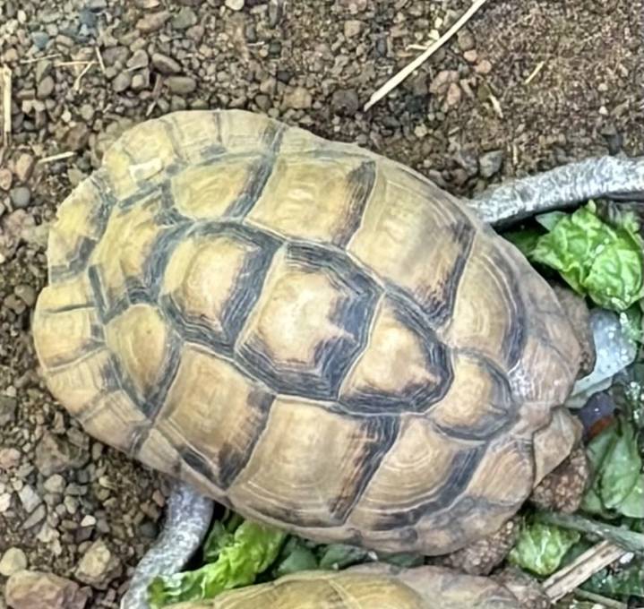 Police Hunt for Shell-Shocking Zoo Thieves