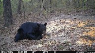 Huge black bear caught on camera in Etowah County
