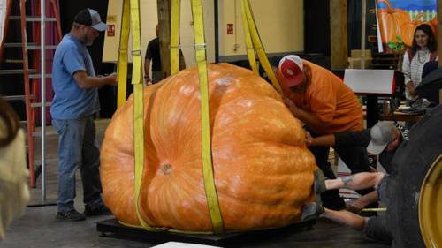 2,000 pound pumpkins win weigh-off for the giant pumpkin contest at NC State Fair
