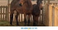 Tras salvarse de la faena y de recuperarse de los maltratos, dos caballos necesitan nuevos dueños