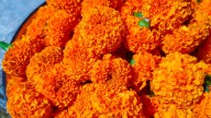 Are you ready for Día de los Muertos? Here’s where to buy flowers in LA