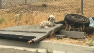 California Rescuers Discover Furry Family Secretly Living Inside Tire On Trash Pile