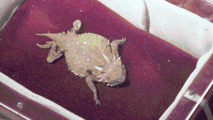 The Legend Of Ol' Rip The Horned Toad Who Reportedly Survived 31 Years Of Hibernation And Met President Coolidge