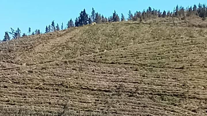 Cuidar el pino y plantar eucaliptos con regulación, la fórmula contra incendios que piden dueños de monte de la comarca de Meira