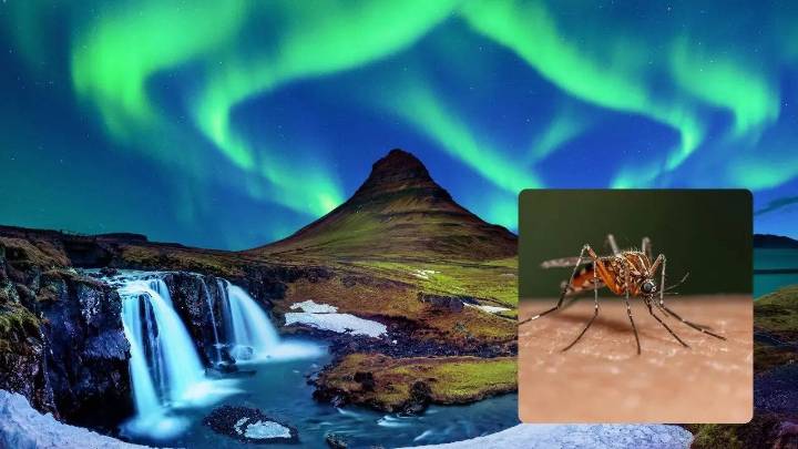 Why Iceland Is Witnessing Mosquitoes For The First Time In History
