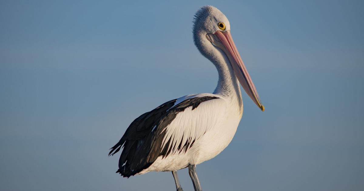 Denuncian incremento en animales afectados por contaminación en las playas