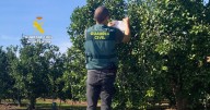 La Guardia Civil investiga a tres personas acusadas de cultivar sin autorización mandarinas de la variedad Orri en Castellón