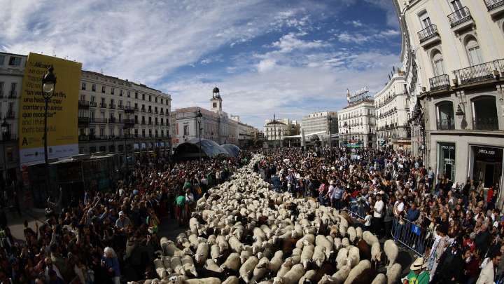 Un rebaño de 1.300 ovejas y cabras reivindica la trashumancia en el corazón de Madrid