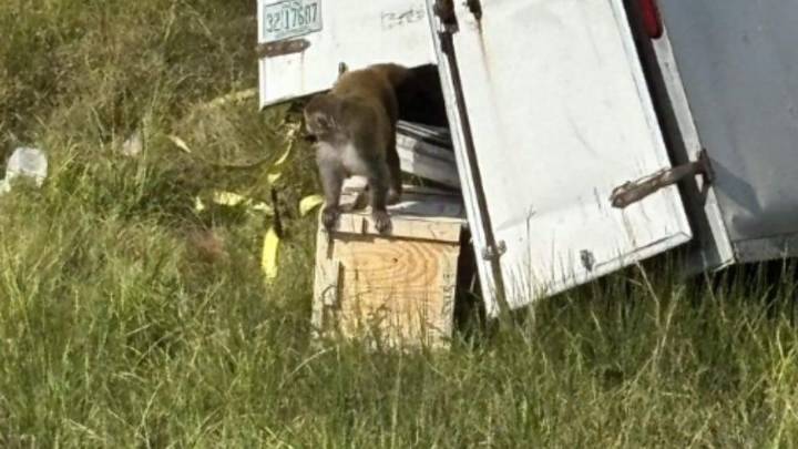 3 Monkeys At Large After Escaping From Overturned Truck In Mississippi Highway