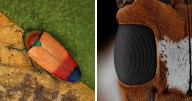 20 Incredible Close-Up Shots Of Endangered Insects By This Photographer