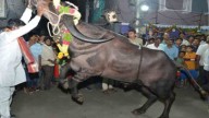 Four People Injured After Bull Went Out Of Control In Sadar Utsav At Madhura Nagar
