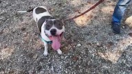 Niles, a loving 5-year-old pit bull terrier, is ready for a new beginning in New Hampshire