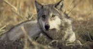 Conservation groups ask court to halt wolf hunting, trapping seasons