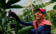 🌾 Campesinas y campesinos de los municipios más apartados de Nariño podrán recibir formación del SENA