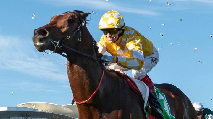 Gai Waterhouse announces call to spell axed Melbourne Cup favourite Sir Delius