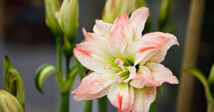 Plant these flowers now to help battle the winter blues