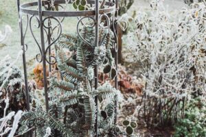 NWS forecasters issue Freeze Warning for tonight