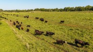 Grassley urges Trump to stop social media posts on importing beef
