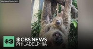 Elmwood Park Zoo joins CBS News Philadelphia to talk about their new baby sloth