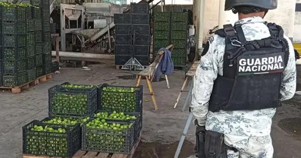 Asesinan a líder de Asociación de limoneros en Apatzingán