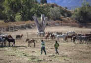 Wild horses held at Colorado prison to be shipped out of state
