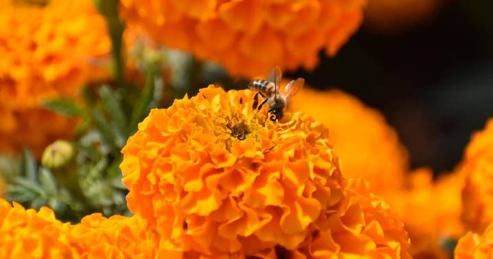 CDMX inicia la temporada de Día de Muertos con récord histórico de flores y más de 500 actividades