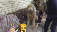 Abuse survivors and pets find refuge at Lydia's House