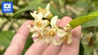Father and son grow delicate citrus blossoms for niche liqueur market