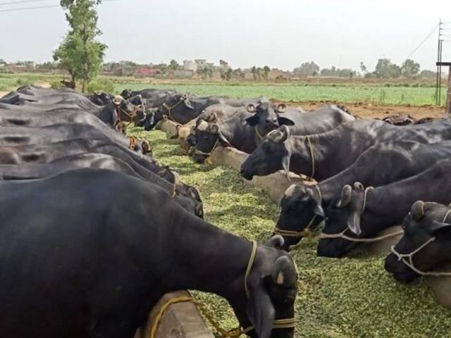 Foot-and-mouth disease outbreak hits livestock in Punjab villages